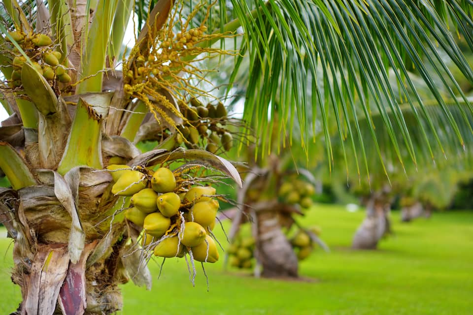 coconut plantation