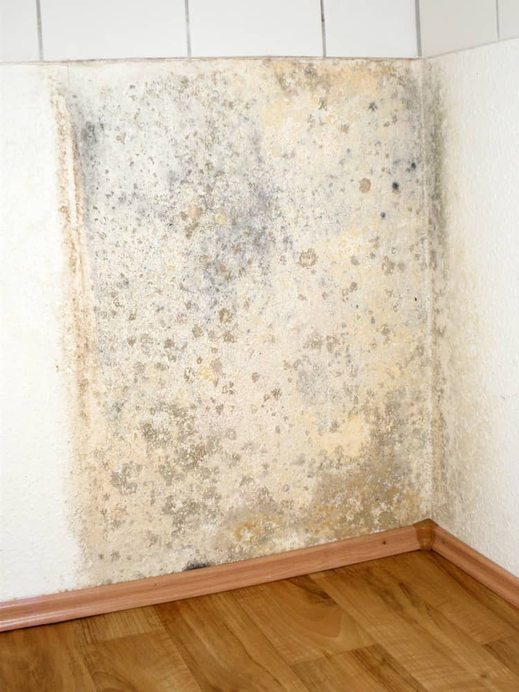 moldy wall